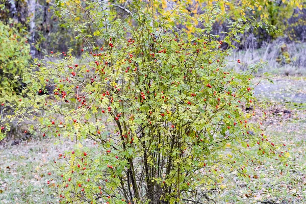 Hips Bush Ripe Berries Berries Dogrose Bush Fruits Wild Roses — Stock Photo, Image