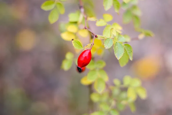 Höftbuskar Med Mogna Bär Bär Dogrose Buske Frukter Vilda Rosor — Stockfoto