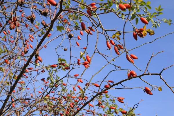 Kalça Bush Olgun Meyveleri Ile Bir Dogrose Bir Bush Meyveler — Stok fotoğraf