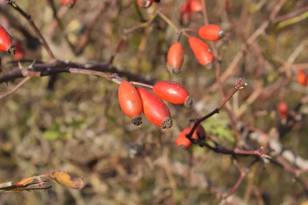 Kalça Bush Olgun Meyveleri Ile Bir Dogrose Bir Bush Meyveler — Stok fotoğraf