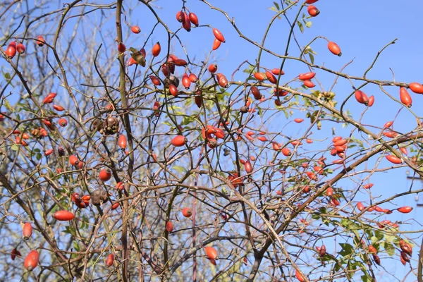 Kalça Bush Olgun Meyveleri Ile Bir Dogrose Bir Bush Meyveler — Stok fotoğraf