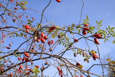 Kalça bush Olgun meyveleri ile. Bir dogrose bir Bush meyveler. Yaban gülü meyvelerini. Dikenli dogrose. Kırmızı gül kalça