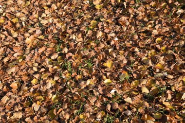 Bir kavak, düşen yapraklar dokusal kökenli. Yapraklar sonbaharda bir halı. bir kavak açık sarı sonbahar kuru yaprakları