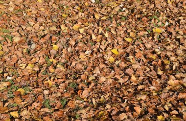 Bir kavak, düşen yapraklar dokusal kökenli. Yapraklar sonbaharda bir halı. bir kavak açık sarı sonbahar kuru yaprakları