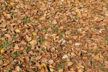 Bir kavak, düşen yapraklar dokusal kökenli. Yapraklar sonbaharda bir halı. bir kavak açık sarı sonbahar kuru yaprakları