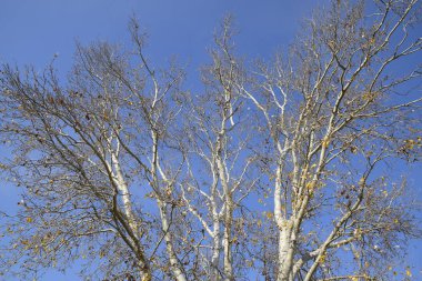 Aşağıdan yukarıya bir gümüş kavak ormanda görüntüleyin. Arka plan gökyüzü ve ağaçlar. Ormandaki sonbahar.