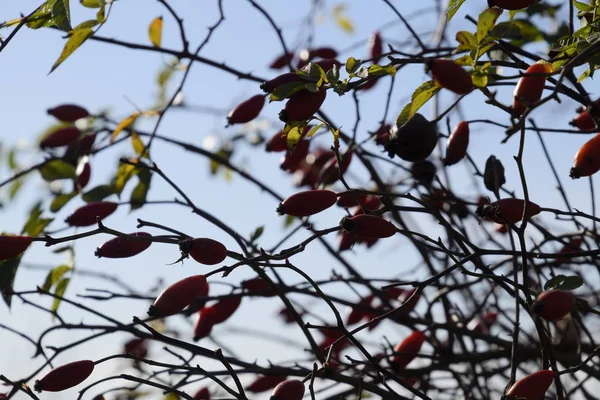 Hips Bush Ripe Berries Berries Dogrose Bush Fruits Wild Roses — Stock Photo, Image