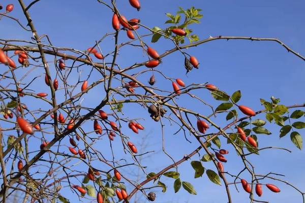 Ισχία Μπους Ώριμα Φρούτα Του Δάσους Μούρα Από Ένα Τριαντάφυλλο — Φωτογραφία Αρχείου