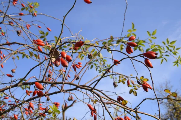 Höfterna Buske Med Mogna Bär Bär Dogrose Buske Frukter Vildrosor — Stockfoto