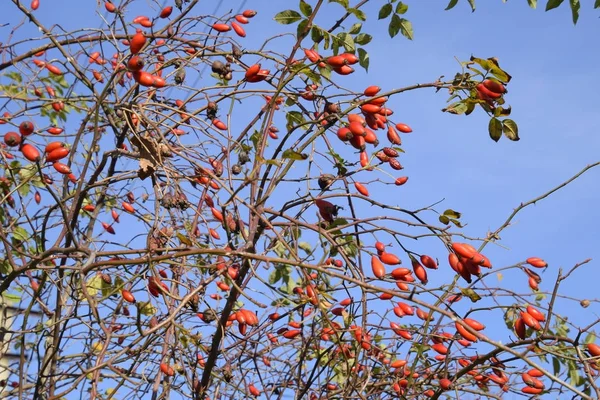 Hips Bush Ripe Berries Berries Dogrose Bush Fruits Wild Roses — Stock Photo, Image