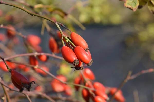 Kalça Bush Olgun Meyveleri Ile Bir Dogrose Bir Bush Meyveler — Stok fotoğraf