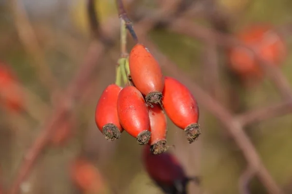 Kalça Bush Olgun Meyveleri Ile Bir Dogrose Bir Bush Meyveler — Stok fotoğraf