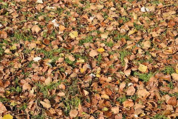Fundo Textural Folhas Caídas Álamo Carpete Outono Folhagem Folhas Secas — Fotografia de Stock