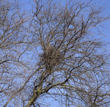Kiraz eriği dallarında kuş yuvası. Kalın dalları yuva koruyun