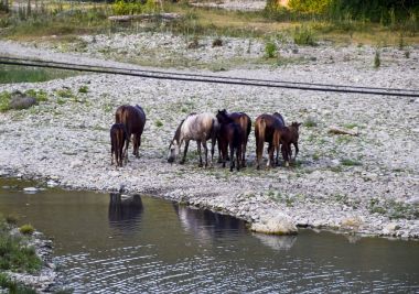Atları doğrultusunda küçülen bir nehir yürümek. Atların yaşam