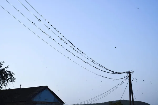 Silhouettes Hirondelles Sur Fils Coucher Soleil Fil Hirondelles — Photo