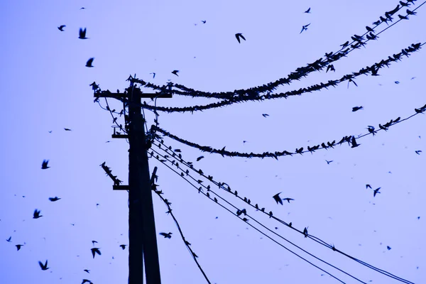 Siluetas Golondrinas Cables Atardecer Las Golondrinas —  Fotos de Stock