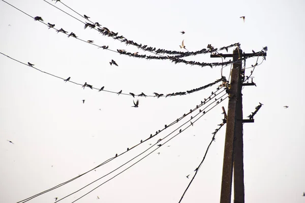 Silhouettes Hirondelles Sur Fils Coucher Soleil Fil Hirondelles — Photo