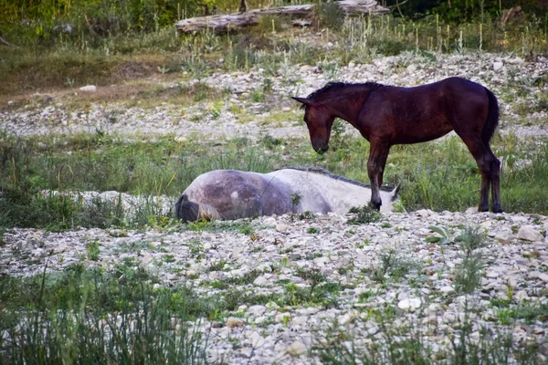 Cavalos em chão pedregoso. Manada de cavalos — Fotografia de Stock