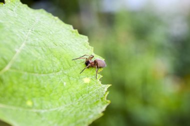 Mizgir. Örümcek tarantula. Araneomorphic örümcek.