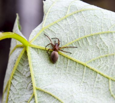 Mizgir. Örümcek tarantula. Araneomorphic örümcek.