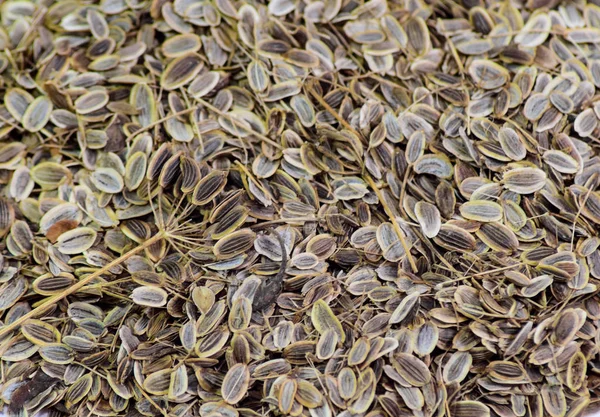 Dill seeds. Storage for seed dill seeds. Aromatic seasoning