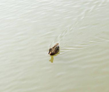 Gölde yüzmeye ördekler. Vahşi yeşilbaş ördek. Kadın ve erkek ördek.