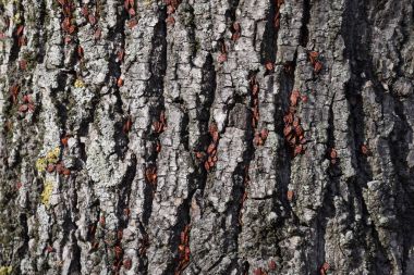 Kırmızı böcek güneşin ağaç kabuğu üzerinde güneşlenmek. Sonbahar sıcak-askerler böcekler için.