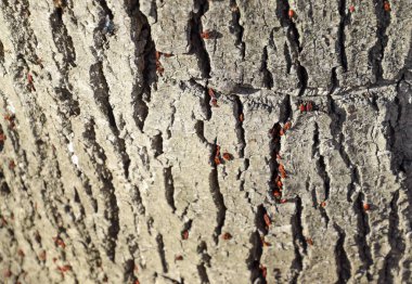 Kırmızı böcek güneşin ağaç kabuğu üzerinde güneşlenmek. Sonbahar sıcak-askerler böcekler için.