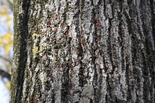 Red Bugs Bask Sun Tree Bark Autumn Warm Soldiers Beetles — Stock Photo, Image