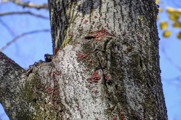 Red Bugs Bask Sun Tree Bark Autumn Warm Soldiers Beetles — Stock Photo, Image