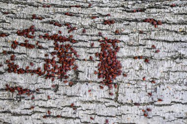 Kırmızı böcek güneşin ağaç kabuğu üzerinde güneşlenmek. Sonbahar sıcak-askerler böcekler için.
