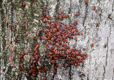 Kırmızı böcek güneşin ağaç kabuğu üzerinde güneşlenmek. Sonbahar sıcak-askerler böcekler için.