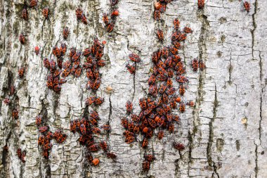 Kırmızı böcek güneşin ağaç kabuğu üzerinde güneşlenmek. Sonbahar sıcak-askerler böcekler için.