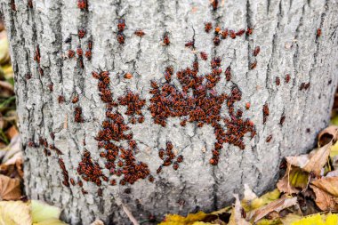Kırmızı böcek güneşin ağaç kabuğu üzerinde güneşlenmek. Sonbahar sıcak-askerler böcekler için.