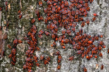 Red bugs bask in the sun on tree bark. Autumn warm-soldiers for beetles. clipart