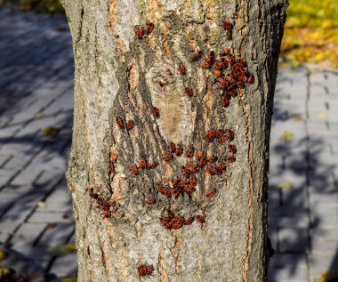 Kırmızı böcek güneşin ağaç kabuğu üzerinde güneşlenmek. Sonbahar sıcak-askerler böcekler için.