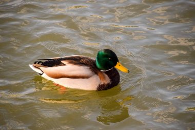 Gölde yüzmeye ördekler. Vahşi yeşilbaş ördek. Kadın ve erkek ördek.