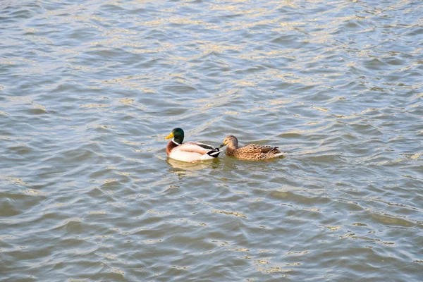 Ducks swimming in the pond. Wild mallard duck. Drakes and females.