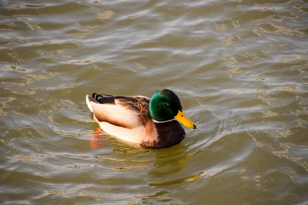 Patos Nadando Estanque Pato Real Salvaje Drakes Hembras — Foto de Stock