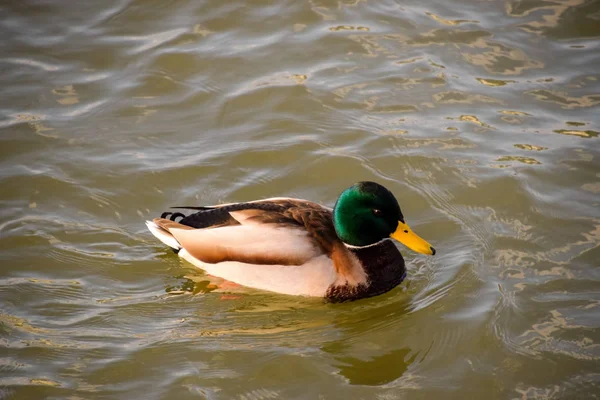 Patos Nadando Estanque Pato Real Salvaje Drakes Hembras — Foto de Stock