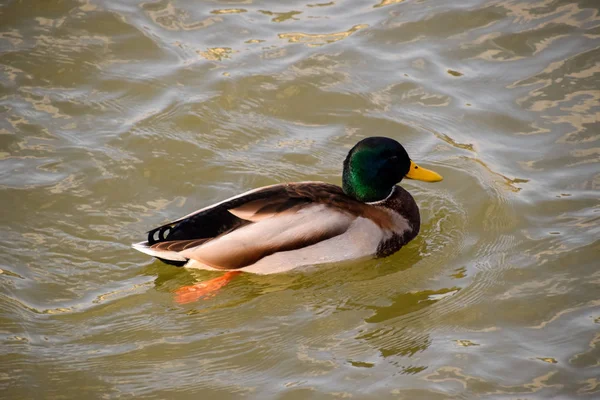 Gölde yüzmeye ördekler. Vahşi yeşilbaş ördek. Kadın ve erkek ördek — Stok fotoğraf