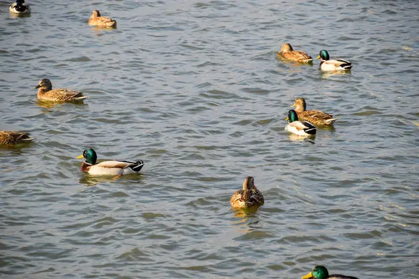 Canards Nageant Dans Étang Canard Colvert Sauvage Drakes Femelles — Photo