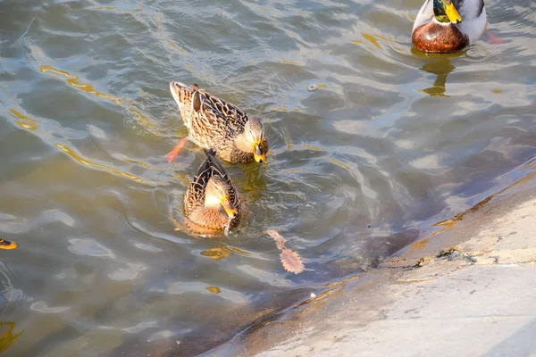 Patos Nadando Lagoa Pato Reais Selvagem Sorteios Fêmeas — Fotografia de Stock