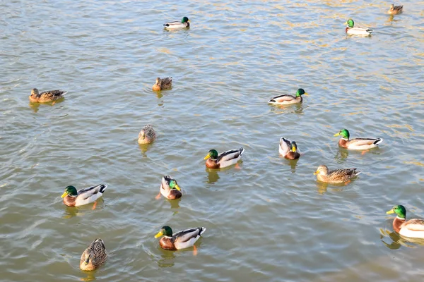 Canards Nageant Dans Étang Canard Colvert Sauvage Drakes Femelles — Photo