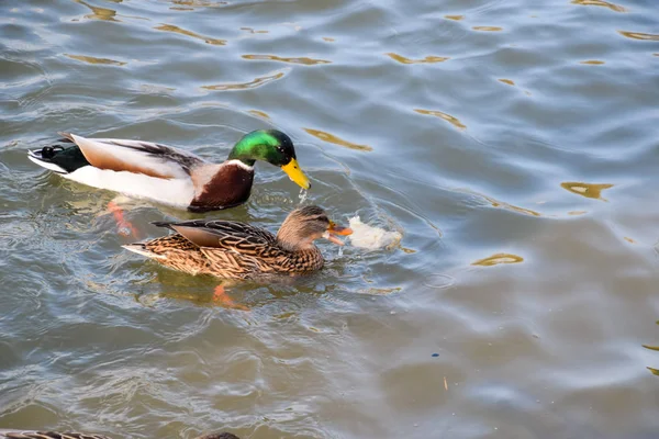 Πάπιες Κολύμβηση Στη Λίμνη Άγρια Mallard Πάπια Drakes Και Θηλυκά — Φωτογραφία Αρχείου