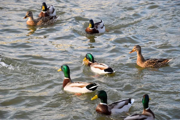 Gölde Yüzmeye Ördekler Vahşi Yeşilbaş Ördek Kadın Erkek Ördek — Stok fotoğraf