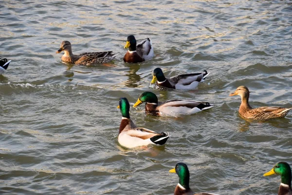 Eenden Zwemmen Vijver Wild Mallard Duck Draaklingen Vrouwtjes — Stockfoto
