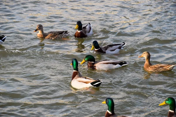 Πάπιες Κολύμβηση Στη Λίμνη Άγρια Mallard Πάπια Drakes Και Θηλυκά — Φωτογραφία Αρχείου