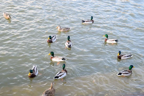 Patos Nadando Estanque Pato Real Salvaje Drakes Hembras — Foto de Stock